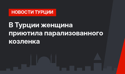 В Турции женщина приютила парализованного козленка