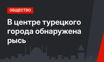 В центре турецкого города обнаружена рысь