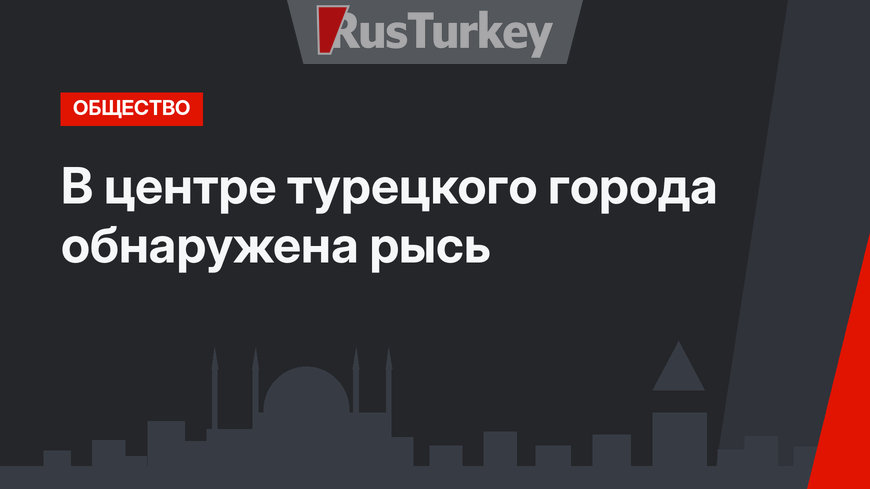 В центре турецкого города обнаружена рысь