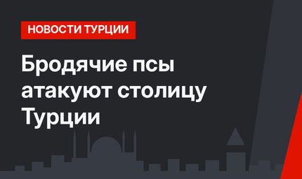 Бродячие псы атакуют столицу Турции