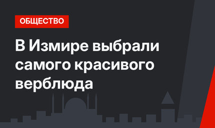 В Измире выбрали самого красивого верблюда