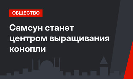 Самсун станет центром выращивания конопли