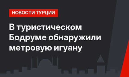 В туристическом Бодруме обнаружили метровую игуану