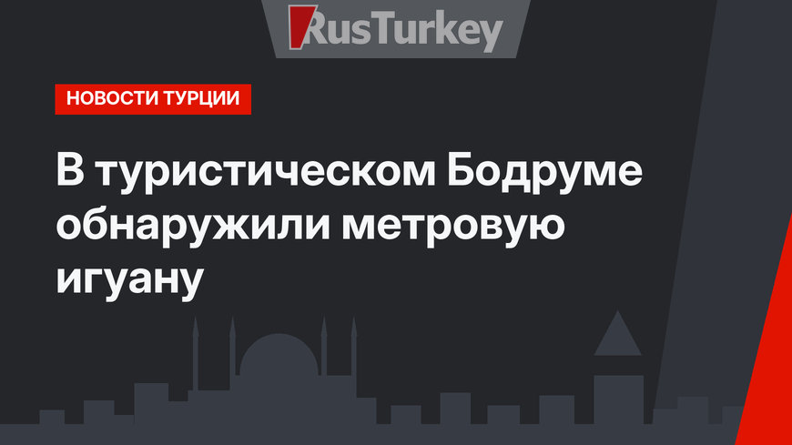 В туристическом Бодруме обнаружили метровую игуану