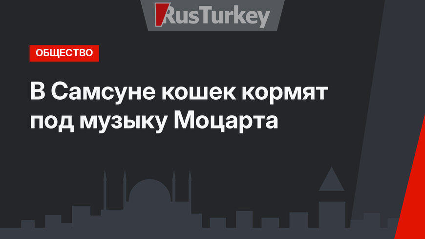 В Самсуне кошек кормят под музыку Моцарта