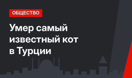 Умер самый известный кот в Турции