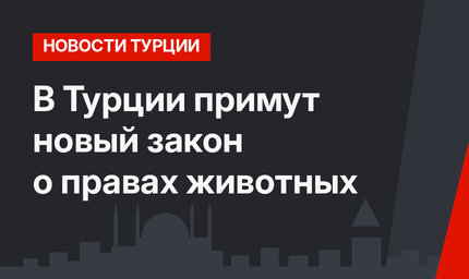 В Турции примут новый закон о правах животных