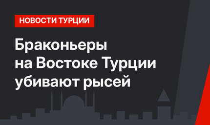 Браконьеры на Востоке Турции убивают рысей