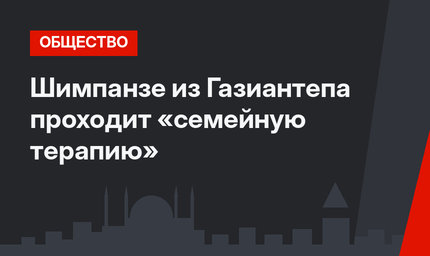 Шимпанзе из Газиантепа проходит «семейную терапию»