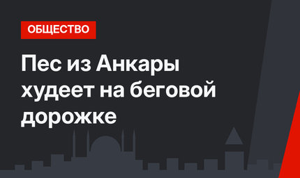 Пес из Анкары худеет на беговой дорожке