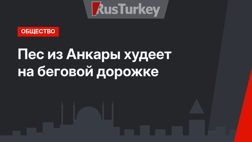 Пес из Анкары худеет на беговой дорожке