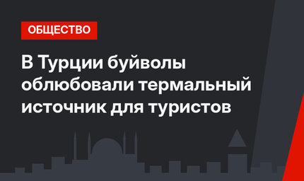 В Турции буйволы облюбовали термальный источник для туристов
