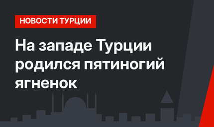 На западе Турции родился пятиногий ягненок