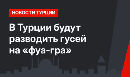 В Турции будут разводить гусей на «фуа-гра»