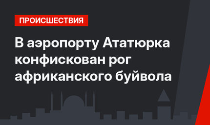В аэропорту Ататюрка конфискован рог африканского буйвола