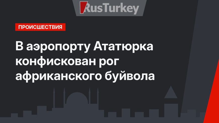 В аэропорту Ататюрка конфискован рог африканского буйвола