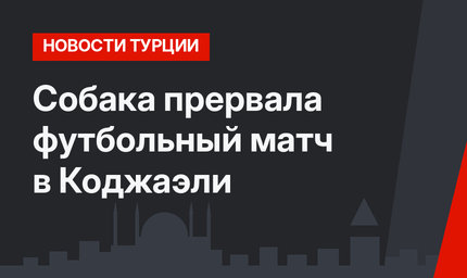 Собака прервала футбольный матч в Коджаэли