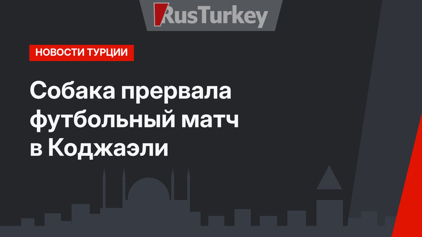 Собака прервала футбольный матч в Коджаэли