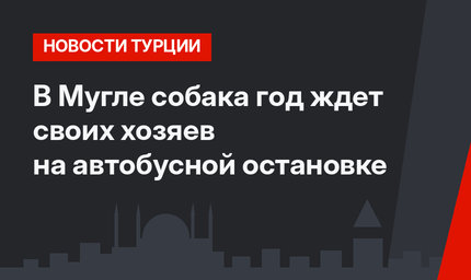 В Мугле собака год ждет своих хозяев на автобусной остановке