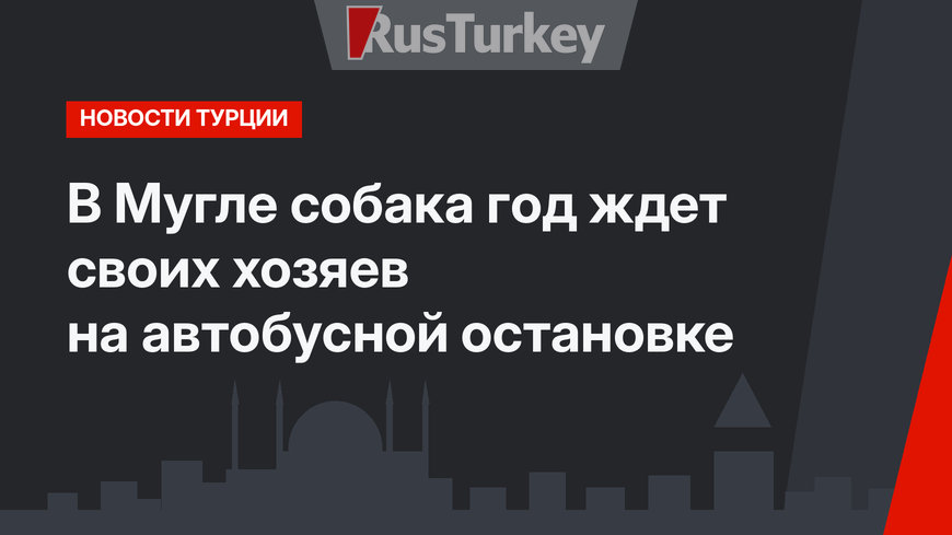 В Мугле собака год ждет своих хозяев на автобусной остановке