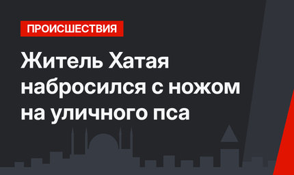 Житель Хатая набросился с ножом на уличного пса