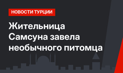 Жительница Самсуна завела необычного питомца