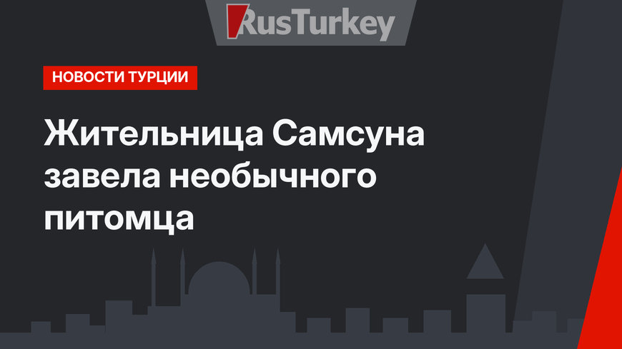 Жительница Самсуна завела необычного питомца