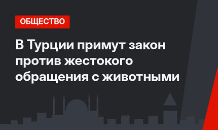 В Турции примут закон против жестокого обращения с животными