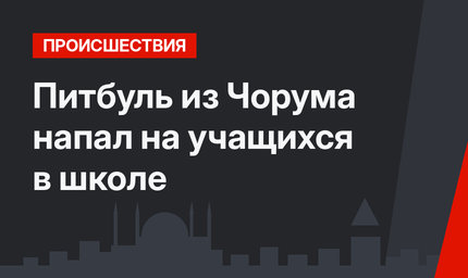 Питбуль из Чорума напал на учащихся в школе