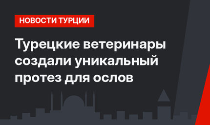 Турецкие ветеринары создали уникальный протез для ослов