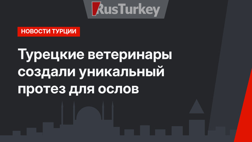 Турецкие ветеринары создали уникальный протез для ослов