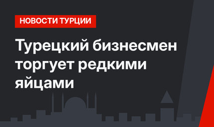 Турецкий бизнесмен торгует редкими яйцами