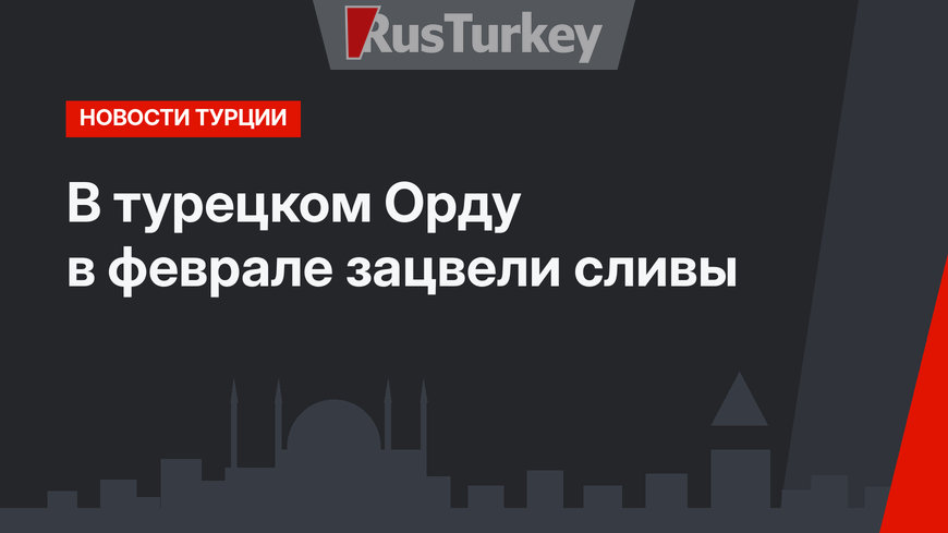 В турецком Орду в феврале зацвели сливы