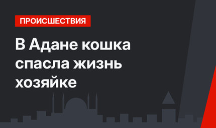 В Адане кошка спасла жизнь хозяйке