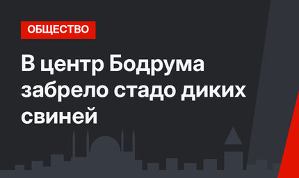 В центр Бодрума забрело стадо диких свиней