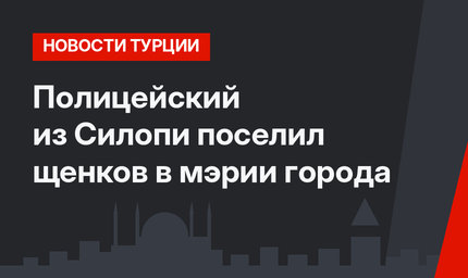 Полицейский из Силопи поселил щенков в  мэрии города
