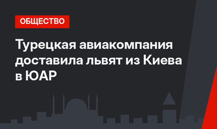 Турецкая авиакомпания доставила львят из Киева в ЮАР