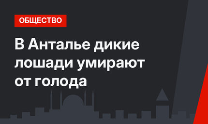 В Анталье дикие лошади умирают от голода