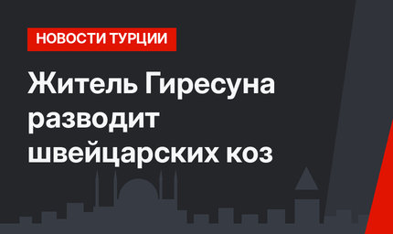 Житель Гиресуна разводит швейцарских коз