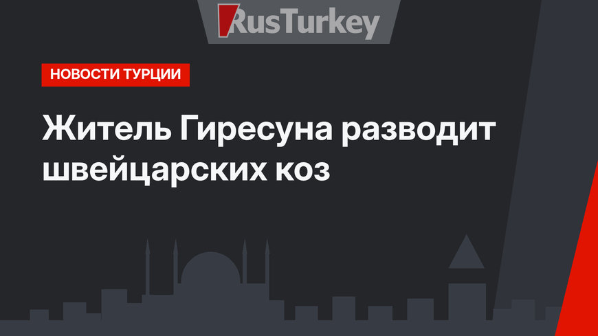 Житель Гиресуна разводит швейцарских коз