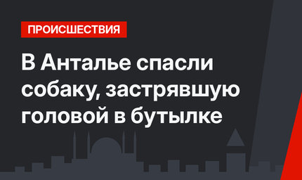 В Анталье спасли собаку, застрявшую головой в бутылке