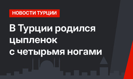В Турции родился цыпленок с четырьмя ногами