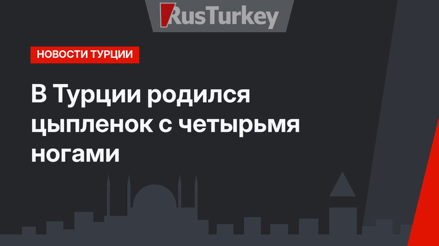 В Турции родился цыпленок с четырьмя ногами