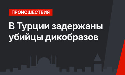 В Турции задержаны убийцы дикобразов