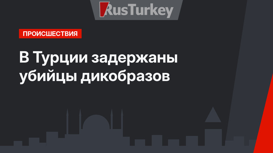 В Турции задержаны убийцы дикобразов