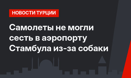 Самолеты не могли сесть в аэропорту Стамбула из-за собаки