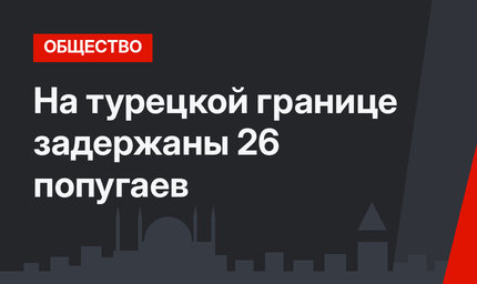 На турецкой границе задержаны 26 попугаев
