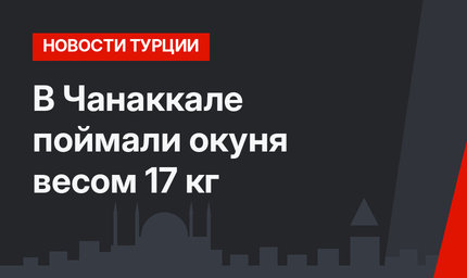 В Чанаккале поймали окуня весом 17 кг