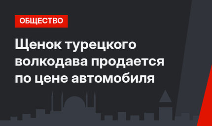 Щенок турецкого волкодава продается по цене автомобиля