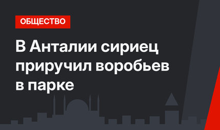 В Анталии сириец приручил воробьев в парке